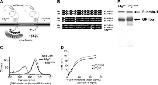 Figure 1. Generation and characterization of mouse models expressing wild-type human GP Ibα (hTgWT) and a truncated form of GP Ibα (hTgY605X). (A) Animal models have been developed lacking the murine GP Ibα genes and expressing normal human GP Ibα (hTgWT) and a truncated human GP Ibα variant (hTgY605X). Both expressed human transgenes were driven by megakaryocytic-specific promoters. (B) Shown are the primary sequence alignments for the cytoplasmic tails of mouse (Mo) and human (Hu) GP Ibα. *The amino acid position (605) where a Tyr605 codon was replaced with a stop codon to truncate the cytoplasmic tail of GP Ibα. (C) Flow cytometry profiles of platelets in whole blood are shown using blood from hTgWT and hTgY605X animals. Fluorescence was produced using an FITC-labeled anti–human GP Ibα monoclonal antibody, LJ-P3. The negative control (dotted line) was fluorescence produced by nontransgenic or normal mice. (D) von Willebrand factor binding isotherms are shown for washed platelets from hTgWT and hTgY605X blood. (E) Mouse platelet lysates were immunoprecipitated with LJ-P3 and immunoblotted with an antifilamin-1 polyclonal antibody and an anti–GP Ibα polyclonal antibody.