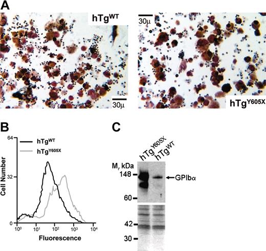 Figure 5. In vitro analysis of cultured bone marrow cells. (A) Shown are images from the cultured bone marrow preparations illustrating the increased proliferation of hTgWT cells compared with hTgY605X cells (for comparison, see also Table 1). Images were captured with an Olympus IX71 inverted microscope equipped with a 40 ×/0.95 NA objective (Olympus, Tokyo, Japan). Images were photographed at 400 × original magnification with an Olympus DP70 CCD camera (Olympus) and acquired through Lumina Vision software (Mitani, Fukui, Japan). Cells were stained for acetylcholinesterase using 0.1 mol/L PBS containing 0.05% acetylthiocholine iodide, 0.1 mol/L sodium citrate, 30 mmol/L copper sulfate, and 5 mmol/L potasium ferricyanide (pH 6.0). (B) TUNEL assay on cultured bone marrow cells. Bone marrow cells were harvested and cultured for 5 days in the presence of TPO, and TUNEL assays were performed. Flow cytometry settings were used to gate and provide data for cells with greater than 4n ploidy. (C) Western blot from the same cultures depicted in the center panel was blotted for GP Ibα antigen, a marker of late-stage megakaryocytopoiesis. Ten micrograms protein (BCA assay) was applied to each lane, electrophoresed, transferred to nitrocellulose, and reacted with an anti–GP Ibα antibody. Shown is the resultant autoradiograph. Samples from hTgY605X show an increase in the amount of GP Ibα antigen compared with hTgWT, consistent with an increase in high-ploidy cells seen after a 5-day culture in the presence of TPO. However, as seen in Figures 1 and 2, gene expression levels for both transgenes were similar, but coincident with an increase in the percentage of high-ploidy megakaryocytes was an increase in GP Ibα antigen. The blot was subsequently reprobed with a pool of antibodies to confirm a similar protein load and is shown below for comparison.