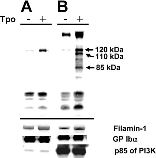 Figure 6. TPO-induced phosphorylation. Purified human platelets were stimulated with TPO (200 ng/mL, 10 minutes, 37°C) and were immunoprecipitated with an anti–GP Ibα monoclonal (LJ-P3) (A) or an anti-PI3K antibody (B). Immunoprecipitation products were electrophoresed and blotted with an antiphosphotyrosine antibody (4G10). Phosphorylated proteins in the absence (–) or presence (+) of TPO are shown. Subsequent control blots were performed on the same filter for filamin-1, GP Ibα, and the p85 subunit of PI3K.