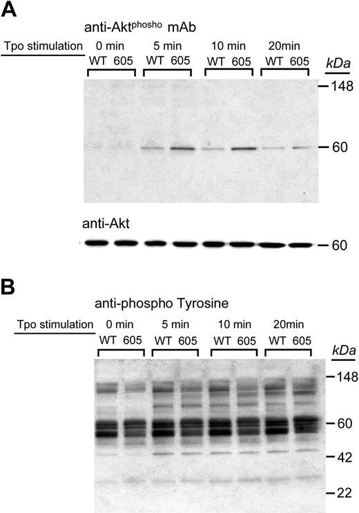 Figure 7. TPO-induced Akt phosphorylation. Purified platelets from hTgWT and hTgY605X were stimulated with TPO (200 ng/mL) for the indicated times. Platelet lysates were subjected to Western blot analysis using either an antiphospho-Akt (Ser473) antibody (A) or an antiphosphotyrosine polyclonal antibody (B). The upper blot was reprobed using an anti-Akt polyclonal antibody to visualize protein loads and is shown for comparison (middle panel).