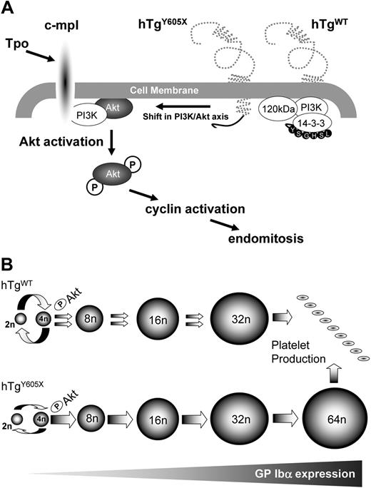 Figure 8. GP Ibα expression, megakaryocyte proliferation, and differentiation. (A) Results suggest a shift in the PI3K/Akt axis of TPO stimulation. A hypothesis is presented whereby the cytoplasmic tail of GP Ibα sequesters signaling proteins, such as 14-3-3ξ and PI3K, and down-regulates the Akt-dependent pathway. In the truncated GP Ibα variant, hTgY605X, a shift in the PI3K/Akt axis results in increased Akt activation and downstream consequences of increased endomitosis and accumulation of a greater percentage of high-ploidy megakaryocytes. (B) A schematic model is presented to illustrate how an increase in Akt phosphorylation results in a megakaryocyte population with increased ploidy. The precursor cell proliferation (2n → 4n → 2n) is more active in the hTgWT model (Table 1) and is depicted by larger arrows compared with proliferation in the hTgY605X model. However, Akt phosphorylation in response to TPO is increased in the hTgY605X model (Figure 6A) and corresponds to an increase in the accumulation of cells of higher ploidy (Figures 3B, 4). Thus, repeated endomitotic divisions in the hTgY605X marrow are depicted by larger arrows compared with a similar process in the hTgWT model. The increased proliferative potential of hTgWT cells and the potential for hTgY605X cells to generate megakaryocytes of a higher ploidy class provide mechanisms whereby both models produce similar levels of platelet. Results highlight the independence of ploidy and platelet release in response to stimuli. GP Ibα expression increases during megakaryocyte maturation and, as such, becomes a critical timing factor for normal megakaryocyte maturation.