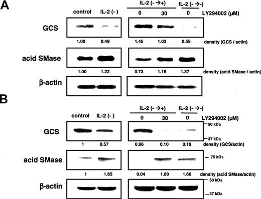Figure 6. Effects of LY294002 on IL-2-induced changes of mRNA and protein levels in GCS and acid SMase. KHYG-1 cells were cultured in the absence (IL-2-) of IL-2 (100 U/mL) for 12 hour or 36 hours, or rescued with IL-2 supplementation for 24 hours after IL-2 deprivation for 12 hours (IL-2- → +). In the indicated cases, 30 μM LY294002 was added 1 hour before the rescue by IL-2 supplementation. (A) After extraction of total mRNA, Northern blot analysis was performed for GCS, acid SMase, and β-actin mRNAs as described in “Materials and methods.” Each lane contains 7 μg total mRNA. Equal loading was confirmed by mRNA level of β-actin in each lane. (B) The protein levels of GCS and acid SMase were detected by Western blot analysis as described in “Materials and methods.” Equal amounts of loading were confirmed by protein level of β-actin. The ratios to β-actin in GCS and acid SMase at mRNA and protein levels were calculated by NIH image software and shown at the bottom of each panel. The results were representative of 3 independent experiments.
