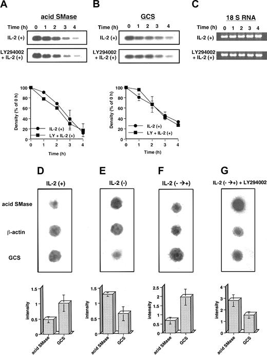 Figure 7. Effect of LY294002 on the stability of mRNA and transcriptional rate in acid SMase and GCS. KHYG-1 cells were treated with (LY294002 + IL-2+) or without (IL-2+) 30 μM LY294002 in the presence of IL-2 (100 U/mL) after IL-2 deprivation. A newly synthesized mRNA was blocked by addition of 10 μg/mL actinomycin D 10 minutes before IL-2 supplementation, and then the cells were harvested at the indicated time (0, 1, 2, 3, and 4 hours). Northern blot analysis was performed to detect the changes of acid SMase (A) and GCS mRNA levels (B) as described in “Materials and methods.” The amount of 18 S ribosomal RNA was visualized by bromide staining under UV illuminator to confirm the equal amounts of loading (C). KHYG-1 cells were also cultured in the presence (D) or absence (E) of IL-2 (100 U/mL) for 20 hours or rescued with IL-2 supplementation (100 U/mL) after 12 hours of deprivation and further cultured for 8 hours without (F) or with (G) 30 μM LY294002. LY294002 was added 1 hour before IL-2 supplementation. The nuclear run-on assay was performed to assess the transcriptional rate of acid SMase, GCS, and β-actin genes as described in “Materials and methods.” The results were representative of 2 independent experiments. Dot intensity was measured by NIH image, and the average of relative intensity of acid SMase and GCS to β-actin was plotted under each panels. The bars indicate 1 SD.