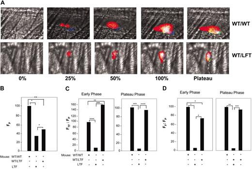 Figure 5. Rescue of TF and fibrin accumulation in LTF mice that received bone marrow transplants from wild type mice (WT/LTF chimeras). (A) TF, fibrin, and platelet accumulation in thrombi of wild-type mice that received bone marrow transplants from wild type mice (WT/WT) and LTF mice that received bone marrow transplants from wild type mice (WT/LTF chimeric mice). The thrombus is shown at varying stages of its development as described in Figure 2A. Top panels, WT/WT; bottom panels, WT/LTF chimeric mice. Intravital 4-channel images are as described in Figure 2A. In all experiments, infusion of anti-CD41 was used to detect platelets, antifibrin-specific antibodies were used to detect fibrin, and anti-TF antibodies used to detect TF antigen. (B) Platelet accumulation in thrombi formed in WT/WT mice, WT/LTF chimeric mice, and low TF mice. Median values of integrated platelet fluorescence intensity (FP) are shown for 43 thrombi from 4 WT/WT mice, 15 thrombi from 3 low TF mice, and 25 thrombi from 3 WT/LTF chimeric mice. (C) Ratio of integrated fluorescence intensity associated with TF to the integrated fluorescence intensity associated with platelets in WT/WT mice, low TF mice, and WT/LTF chimeric mice. All values shown are median values. WT/WT, 43 thrombi in 4 mice; low TF, 15 thrombi in 3 mice; WT/LTF, 25 thrombi in 3 mice. Left panel, early phase; right panel, plateau phase. (D) Ratio of integrated fluorescence intensity associated with fibrin to the integrated fluorescence intensity associated with platelets in WT/WT mice, low TF mice, and WT/LTF chimeric mice. All values shown are median values. WT/WT, 43 thrombi in 4 mice; low TF mice, 15 thrombi in 3 mice; WT/LTF chimeras, 25 thrombi in 3 mice. Left panel, early phase; right panel, plateau phase. *P < .05; **P < .025; ***P < .0025; ****P < .0005.