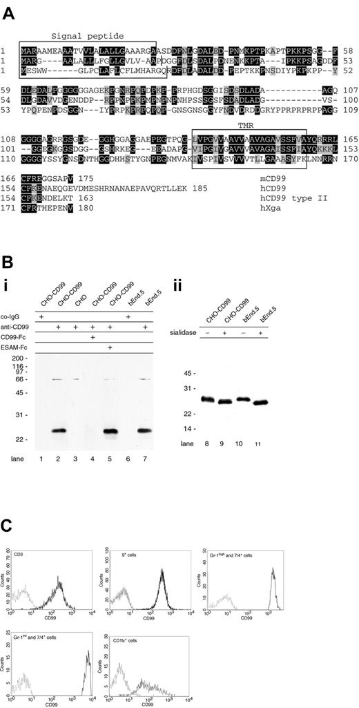 Figure 1. Cloning and expression of CD99. (A) Deduced amino acid sequence of mouse CD99 (top sequence) and alignment with human CD99 (2 middle sequences) and human Xga protein (bottom sequence). Both splice variants of human CD99 (hCD99 type I and type II) are depicted and vary only at their C-terminus. Except for the cleavage site of the signal sequence of human CD99, which is based on sequencing of the mature CD99 protein,27 the putative signal sequences and the transmembrane regions (marked in boxes) were predicted by the SMART.EMBL program. ▪ indicates identical amino acids; ▪, homologous amino acids; and □, signal sequence (top panels) or transmembrane region (bottom panel). (Bi) Detection of mouse CD99 in Western blots. Cell lysates of CD99-transfected CHO cells (lanes 1-2, 4-5), mock-transfected CHO cells (lane 3), and mouse bEnd.5 endothelioma cells (lanes 6-7) were analyzed in immunoblots for reactivity with preimmune serum IgG (co-IgG: lanes 1, 6) or affinity-purified polyclonal antibodies against CD99 (anti-CD99: lanes 2-5, 7). To further control specificity, antibodies were mixed with either recombinant CD99-Fc (lane 4) or with ESAM-Fc (lane 5). (Bii) Lysates of CHO-CD99 cells or bEnd.5 cells were either mock incubated (–) or incubated with 5 mU sialidase from Arthrobacter ureafaciens (+) for 6 hours at 37°C prior to immunoblotting. Binding of first antibody was detected by incubating with peroxidase-conjugated secondary antibodies followed by visualization via chemiluminescence. (C) Cell-surface expression of CD99 on T cells (CD3ϵ+), B cells (CD19+), granulocytes (Gr-1high and 7/4+), and monocytes (Gr-1int and 7/4+) from peripheral blood mouse leukocytes (PBML) and of CD11c+ cells from mouse spleen was determined by 3-color FACS analysis. Negative staining was determined with control IgG from preimmune serum (gray line) and CD99 staining, with affinity-purified anti-CD99 antibodies (black lines).
