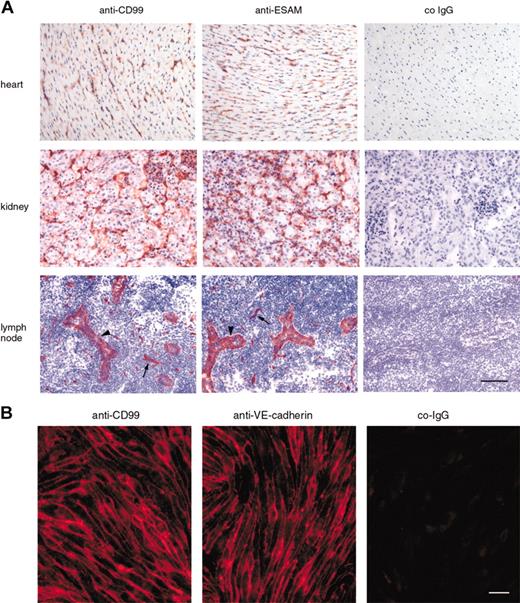 Figure 2. Expression of mouse CD99 on endothelial cells. (A) Immunoperoxidase staining of cryostat sections of mouse heart, kidney, and peripheral lymph nodes with affinity-purified antibodies against mouse CD99, mouse ESAM, and control rabbit IgG (co-IgG) from preimmune serum (as indicated). Sections of heart and kidney were incubated with first antibodies, followed by washing and incubation with secondary and tertiary reagent. In order to avoid lymphocyte staining in the lymph nodes, mice were injected intravenously with first antibody, anesthetized 15 minutes later, and perfused with PBS to remove unbound antibody and then with PFA to fix bound antibody. Cryostat sections of lymph nodes were then incubated with only secondary and tertiary reagent. Arrowheads point to high endothelial venules (HEVs), and arrows to capillaries. Bar = 70 μm. (B) Immunofluorescence staining of mouse bEnd.5 endothelioma cells with affinity-purified antibodies against CD99, mAb against VE-cadherin, and negative control IgG from the respective preimmune serum (as indicated). First antibodies were detected with Cy3-conjugated secondary antibodies and visualized by fluorescence microscopy. Bar = 20 μm.