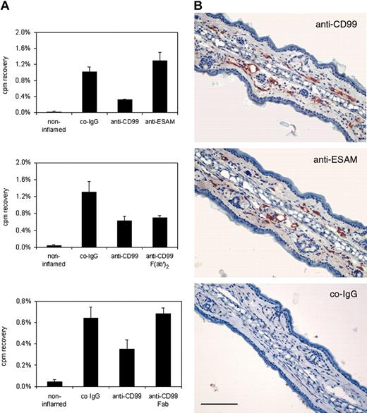 Figure 6. Delayed-type hypersensitivity response in the skin is inhibited by anti-CD99 antibodies. (A) Blocking of CD99 partially inhibits immigration of T cells into inflamed skin. Radiolabeled in vivo–activated T cells were injected together with 70 μg control IgG from preimmune serum (co-IgG), affinity-purified antibodies against CD99 (anti-CD99), and affinity-purified antibodies against ESAM (anti-ESAM), 70 μg F(ab′)2 fragments (anti-CD99 F(ab′)2, or 70 μg Fab fragments (anti-CD99 Fab) of affinity-purified antibodies against CD99. Immigration of cells into the noninflamed control ears is depicted by the first bar (noninflamed). Results in the upper 2 panels are representative of 5 similar experiments; those in the bottom panel, of 3 similar experiments. For each determination, 4 mice were analyzed. Experiments shown by the 2 graphs were performed with 2 different preparations of T cells. Numbers on the left refer to the percentage of injected cells that were found in the analyzed ear. P < .001, anti-CD99 versus co-IgG (upper panel); P < .005, co-IgG versus anti-CD99 or F(ab′)2 (middle panel); P < .001, anti-CD99 versus co-IgG (bottom panel). Results are presented as mean ± SEM and are representative of at least 3 separate experiments. (B) CD99 and ESAM are accessible for antibodies from within the blood vessel lumen. DNFB-sensitized and -challenged mice were injected either with affinity-purified antibodies against CD99 or against ESAM, or with control IgG from rabbit preimmune serum (as indicated). Then, 15 minutes later anesthetized mice were perfused with PBS to remove unbound antibody and then with PFA to fix bound antibody. Cryostat sections of the inflamed ear were incubated with secondary antibodies and stained as described in “Materials and methods.” Bar represents 200 μm.