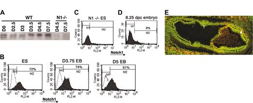 Figure 3. Expression of Notch1 during ES cell differentiation and in vivo. (A) Western blot analysis of Notch1 expression during EB differentiation. Roughly equal levels of total protein (as determined by serial dilution and Coomassie staining) from lysates of ES cells (plated in the absence of feeder cells) or EBs at the indicated ages (in days) were used to compare endogenous Notch1 protein levels using an anti-Notch1 antibody (AN1). Since the antibody is part of the intracellular domain of Notch1, it detects an approximately 120-kDa band, the transmembrane intracellular (TMIC) portion of Notch1 that is formed during processing of the full-length protein during transport to the cell surface. Analysis was also performed on Notch1-deficient ES cells as a negative control. WT indicates wild type. (B) FACS analysis of Notch1 expression in ES cells and developing embryoid bodies (EBs) at various days of differentiation. ES or EB cells were treated to form a single-cell suspension and stained with a rabbit antibody to the extracellular domain of Notch1, followed by antirabbit biotin secondary and finally streptavidin phycoerythrin. Profiles indicated by dotted lines represent cells stained without primary antibody. (C) FACS analysis of Notch1 expression in a Notch1-deficient ES cell line, treated identically to wild-type lines analyzed in panel B. (D) FACS analysis of Notch1 expression in the early mouse embryo. Approximately 8.25-dpc wild-type embryos were dissociated to single cells and pooled for analysis similar to EB analysis. The profile indicated by dotted lines represents cells stained without primary antibody. Percentage of cells in the M2 window is shown. (E) Staining for an activated epitope of Notch1 in a section of an approximately 7.5-dpc wild-type embryo with an antibody to the N-terminus of the intracellular domain of Notch1 (NICD). Nuclear staining is indicated by Bis-benzimide (green) and NICD is indicated in red. Yellow cells represent specific nuclear NICD staining. Note positive NICD detection in the mesodermal layer of the embryo proper (arrowhead) but absence of detection in the presumptive blood island aggregates in the extraembryonic region (arrow). Similar staining patterns were observed in multiple sections from 3 different wild-type embryos at approximately 7.5 dpc. Image was visualized using Olympus 100 ×/1.25 oil objective lenses. Magnification, × 100.
