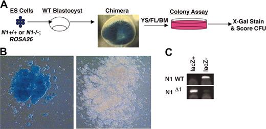 Figure 5. Generation and hematopoietic analysis of embryos chimeric for Notch1-deficient (Notch1Δ1 allele) or wild-type (control) cells marked by ROSA26. (A) Schematic representation of generation of chimeric embryos. Primary Notch1–/– or wild-type ES cell lines containing the ROSA26 gene were independently derived from blastocysts. These ES lines were injected into wild-type blastocysts to obtain chimeric embryos. At various stages of development (Table 1), the yolk sac (YS), a portion of fetal liver (FL), or bone marrow (BM) was dissected out and dispersed cells were plated for hematopoietic CFU activity and the remaining embryo (or dissected organs) was stained with X-gal. Only those embryos that contained widespread, substantial contribution of LacZ+ cells by gross visualization of stained tissues were included in the hematopoietic analysis. Hematopoietic colonies were stained with X-gal and CFUs scored in order to determine relative percent contribution of ES-derived (LacZ+) and blastocyst-derived (LacZ–) cells. (B) A representative LacZ+ colony from Notch1-deficient (ES derived) cells from a chimeric embryo and LacZ– colony from Notch1+/+ (embryo derived) cells from a chimeric embryo. Images were visualized using Olympus 60 ×/1.4 oil objective lenses. (C) DNA samples from single LacZ– (embryo-derived Notch1+/+) or LacZ+ (ES-derived Notch1–/–) colonies were isolated and used for PCR to genotype colonies.