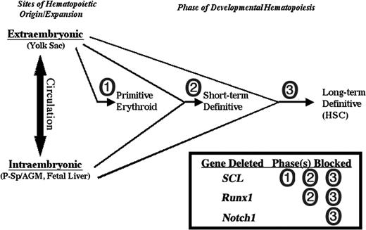 Figure 6. Distinct Notch1 requirement in developmental hematopoiesis. Notch1 is required only for the development of the long-term definitive hematopoietic stem cell compartment while dispensable for earlier, short-term definitive hematopoietic progenitors that are detected in embryoid bodies from in vitro ES cell differentiation and the early yolk sac/fetal liver in vivo. In contrast, the critical hematopoietic transcription factor SCL is required for the development of all hematopoietic progenitors, primitive and definitive,72 and the transcription factor Runx1 is required for all definitive, but not primitive, progenitors.46,59