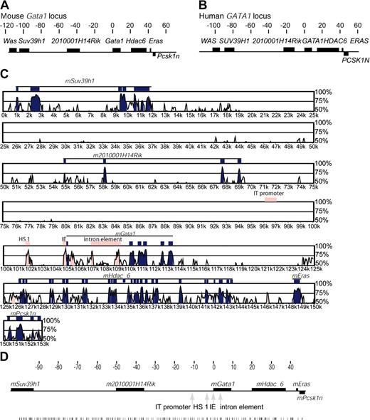 Figure 1. Organization of genes in the human and mouse GATA1 loci and sequence comparison between the mouse and human GATA1 loci. (A-B) Mouse (A) and human (B) GATA1 loci are illustrated. Above each locus, the scale is in kilobases, and coordinate 0 is at the mRNA cap site of GATA1 transcribed from the IE promoter. Genes are shown as dark boxes. Genes above the line are transcribed in the same direction as GATA1; PCSK1N is transcribed in the opposite direction and drawn below the locus. (C) Plot of sequence comparison of the mouse (reference sequence) and human GATA1 loci from SUV39H1 to PCSK1N. The y-axis is the percent sequence identity over a moving 100–base pair window. Different points along the Gata1 loci are represented on the x-axis. Different features in Gata1 loci are shown: genes (black lines), exons within genes (blue boxes), and regulatory elements (pink boxes). (D) Distribution of GATA sites (WGATAR) through the mGata1 locus. The coordinates are in kilobases with respect to the GATA1 IE promoter transcriptional start site. The genes are shown as black boxes, the positions of known mGATA1 cis-elements are marked by gray arrows, and the distribution of GATA sites is shown as black vertical lines below the rest of the panel.