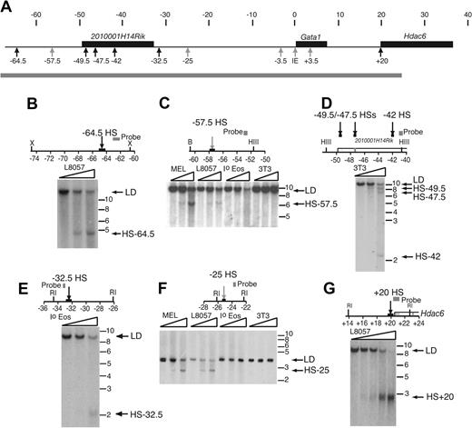 Figure 2. Examples of previously unidentified DNase HSs in the mGata1 locus. (A) The mGata1 locus is depicted as in Figure 1A. The positions of constitutive (black arrows) and hematopoietic (gray arrows) DNase I HSs are marked. Below, a gray bar indicates the region of chromatin, which was systematically surveyed throughout for DNase I HSs. (B-G) Maps of the relevant portions of the genomic mGata1 locus, together with examples of DNase I HSs, are shown. Gray boxes illustrate position of the probes used in the Southern blot analysis. A box and an arrow mark the position of the DNase I HS. Genes are depicted as open boxes; exons, as gray blocks. Restriction enzymes used include RI, EcoRI; X, XbaI; HIII, HindIII; and B, BamHI. Coordinates in kilobases are shown below each map with respect to GATA1 IE promoter transcriptional start site. Below, autoradiographs demonstrate DNase I HS. Nuclei from different primary cells and cell lines, as indicated in each panel, were digested with increasing concentrations of DNase I, as illustrated by triangles. Abbreviations for cells used are as follows: MEL, erythroleukemia cell line; L8057, megakaryocytic cell line; Io eos, primary eosinophils; and 3T3, fibroblast cell line. No exogenous DNase I was added to the first lane. Extracted DNA was then digested with different restriction enzymes as indicated in each panel. On the right of the autoradiograph are the positions of the limit digest (LD), DNase I hypersensitive sites, and DNA molecular weight markers in kilobases.