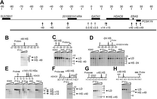 Figure 3. Examples of previously unidentified DNase HSs in the h GATA1 locus. (A) The hGATA1 locus, positions of constitutive (black arrows), hematopoietic (gray arrows), and eosinophil-specific (open arrows) DNase I HSs and the region of chromatin (gray bar) that was systematically surveyed throughout for DNase I HSs are depicted as in Figures 1B and 2A. (B-H) Maps of the relevant portions of the genomic hGATA1 locus, together with examples of DNase I HSs, are shown. The organization of these parts of the figure is the same as in Figure 2B-G. Abbreviations for cells used are as follows: Io Ery, primary erythroid cells; K562, myeloid/erythroleukemia cell line; Io eos, primary eosinophils; AML, eosinophil myelocyte cell line; and Hela, fibroblast cell line. Additional restriction enzymes used are Sc, ScaI; D, DraI; and HII, HindII.