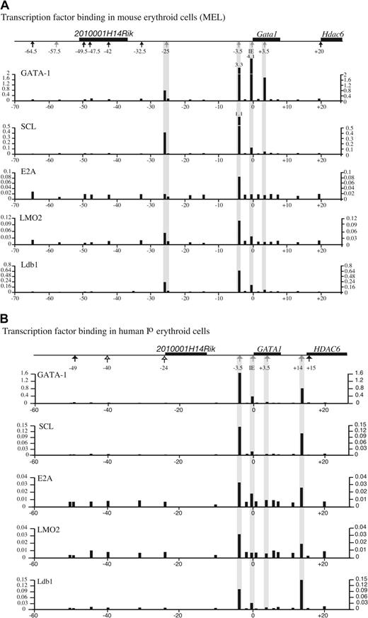 Figure 7. In vivo binding of known transcription factors upstream of GATA1 in mouse and human erythroid cells. Binding of the transcription factors GATA1, SCL, E2A, LMO2, and Ldb1 at different points along the mGata1 locus (A) and the hGATA1 locus (B). GATA1 loci are drawn above each panel, as in Figures 4-5. Transcription factor binding was determined by ChiP using Taqman real-time PCR analysis in a mouse erythroid cell line (MEL) and primary human erythroid cells. The black bars show the relative degree of binding (y-axis) at different points along the GATA1 loci (x-axis) from duplicate real-time PCR reactions. The analysis was performed on 3 independent ChiP preparations, and data from 1 representative experiment are shown.