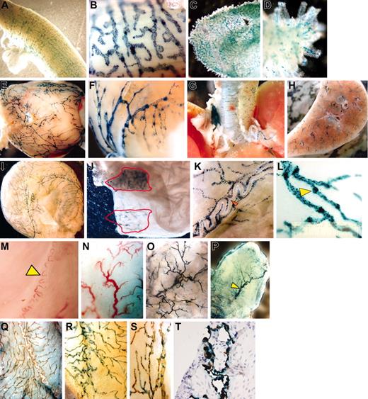 Figure 1. Results of whole mount preparations. The whole mount preparations of uterus (A-B), duodenum (C-D), heart (E-F), airways (G-H), and urinary bladder (I-L) isolated from naive κB-lacZ mice were labeled with β-gal for 6 hours. The label indicates NF-κB activity primarily in a vascular network of blind-ended, thin-walled capillaries that merged to larger collecting ducts. High-magnification pictures of κB-lacZ bladders indicate that the labeling was interrupted at intervals by constrictions, which gave them a knotted or beaded appearance (K-L). Panel K shows complete absence of β-gal staining in a superficial blood vessel surrounded by lymphatics (red arrow). C57BL/6 bladders (M-N) present typical subserous sigmoid blood vessel (yellow arrow) of similar shape of the main vessel observed in Tie2-lacZ (P), but very different from a typical β-gal staining observed in κB-lacZ bladders (I). On the mucosal site, a dense capillary network was observed in bladders isolated from C57BL/6 (N), which was very similar to the β-gal labeling observed in Tie2-lacZ (O). Interestingly, the bladder mucosa of κB-lacZ mice was devoid β-gal labeling (J). However, when bladder mucosa was lifted away from the detrusor muscle, and the tissue was transilluminated, it was possible to visualize the specific label of adventitial lymphatic vessels (J). Representative photomicrograph of double label with X-gal and LYVE-1 IHC: bladder isolated from C57BL/6 (Q) and κB-LacZ (R-T) mice. Bladders were photographed as whole mounts (Q-S) or cross-section (T). Images were visualized using a Nikon SMZ 1500 microscope equipped with high-resolution Plan 1.6 WD24 objective lenses (Nikon, Tokyo, Japan). The image medium was phosphate-buffered saline at room temperature. Magnifications for individual panels are as follows:A, C, H, N, and O, 10×; B and L, 100×; D, K, and S, 60×;E,G,I,M,andP,7.5×;F,30×; J and Q, 20×;R,40×; and T, 400×.