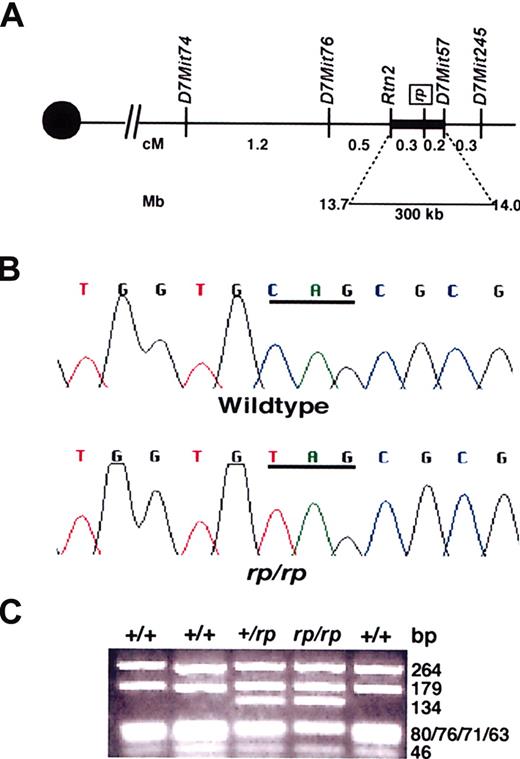 Figure 2. Identification of the rp gene defect. (A) Fine-linkage map of the rp critical interval on Chr 7. (B) A C>T transition creates a premature stop codon in the rp gene. (C) A 672-bp fragment within exon 2 was amplified from gDNA using forward primer 5′-AATGCTACCACGCATTGGAGGCCT-3′ and reverse primer GCCATCTCGTGT-GACCTAGTTCTA-3′ and digested with Fnu4HI. The rp mutation removes an Fnu4HI site, changing 63- and 71-bp fragments to a 134-bp fragment that was used to genotype mice.