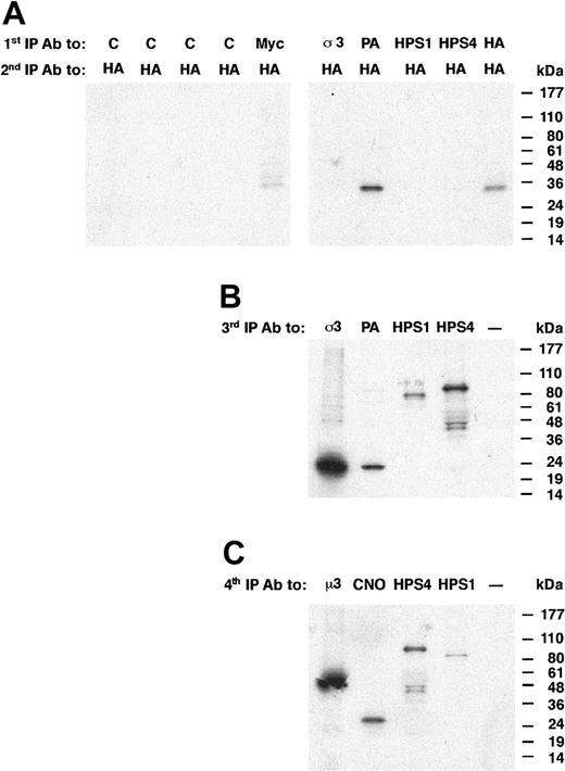 Figure 5. Coimmunoprecipitation of HA3-RP and BLOC-1. Whole cell extracts of metabolically labeled MNT-1 cells stably expressing HA3-RP were subjected to immunoprecipitation-recapture analysis, as described in the legend of Figure 4. Rabbit antisera to either irrelevant proteins (C, controls), the σ subunit of AP-3 (σ3), pallidin (PA), the Hermansky-Pudlak syndrome 1 (HPS1) protein, the Hermansky-Pudlak syndrome 4 (HPS4) protein, and mouse monoclonal anti-myc (control) or anti-HA were used in the 1st IP. Mouse monoclonal anti-HA was used in the 2nd IP step. To confirm the presence of AP-3, BLOC-1, and BLOC-3 complexes after the first immunoprecipitation (1st IP), the supernatant obtained after the recapture step (2nd IP) were subjected to 2 additional IP steps (3rd IP and 4th IP) using antibodies to σ3 and μ3, pallidin and cappuccino, or HPS1 and HPS4 or HPS4 and HPS1 in the consecutive IP steps (3rd IP and 4th IP), respectively. The positions of molecular mass markers are indicated on the right.
