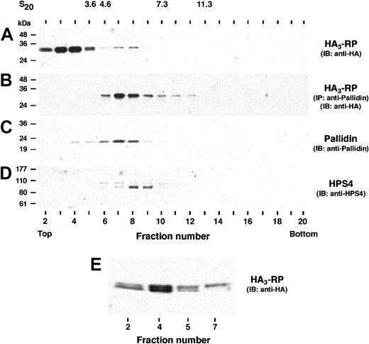 Figure 6. Sedimentation velocity analysis of HA3-RP. Cytosol prepared from MNT-1 cells stably expressing HA3-RP was fractionated by ultracentrifugation on a 2% to 15% (wt/vol) linear sucrose gradient. (A) Samples representing 3.3% of the fraction volume were analyzed for the presence of HA3-RP by immunoblotting (IB) using monoclonal anti-HA antibody. (B) The presence of the HA3-RP - pallidin complex was assessed on samples (∼ 40% of the volume of each fraction) by immunoprecipitation using antibody to pallidin and immunoblotting using anti-HA antibody. Note that RP and pallidin cosediment in fractions 6 to 8 and that the mobility of RP is shifted in these fractions. (C) The sedimentation of endogenously expressed pallidin was analyzed by immunoblotting using antibodies to pallidin. Note that HA3-RP and pallidin cosediment in fractions 6 to 8 with a peak in fraction 7. (D) The sedimentation of endogenously expressed HPS4 was assessed by immunoblotting; HPS4 peaked in fraction 8. (E) Samples from fractions 2, 4, 5, and 7 representing 2.5%, 0.8%, 2.5%, and 5.8% of the fraction volume, respectively, were analyzed by IB using anti-HA antibody. Notice that the upper band of HA3-RP (phosphorylated form) is predominant in fraction 7. The positions of standard proteins (sedimentation coefficients given in Svedberg units) in the gradient are indicated on the top. The positions of molecular mass markers are indicated on the left.