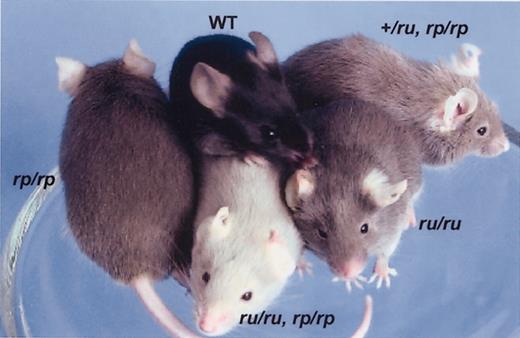 Figure 7. ru acts semidominantly to exacerbate the rp phenotype. Genotypes are indicated. Note the more severe coat color dilution in the double homozygotes (ru/ru, rp/rp) compared to single homozygotes and that one copy of ru (+/ru, rp/rp) suffices to exacerbate the rp coat color defect.