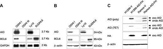 Figure 1. Identification of the AID protein by specific antibodies. (A) Northern blot analysis of endogenous AID expression in 2 BL (ODHI I, ODHI III) and 2 DLBCL (Ly10, SUDHL6) cell lines. An approximately 2.7-kb message, corresponding to the AID transcript, can be detected in ODHI I and Ly10 but not in ODHI III and SUDHL6. Filters were stripped and sequentially hybridized with probes for BCL6, as marker of differentiation stage, and GAPDH as control for loading. (B) Western blot analysis of the same cell lines with anti-AID rabbit polyclonal Abs shows a specific band of the predicted 24-kDa molecular weight in ODHI I and Ly10, but not in ODHI III and SUDHL6, consistent with the RNA data in panel A. Immunoblotting with anti-BCL6 (N3) and anti-β-actin Abs is shown in the bottom panels. (C) Western blot analysis of AID expression in H1299 and Ramos cells, stably transduced with pBABE retroviral vectors (H1299-V, Ramos-V) or with vectors expressing an AID-Flag-HA protein (H1299-AID-FH and Ramos-AID-FH). Both the rabbit polyclonal antiserum (poly) and the mouse monoclonal (7E7) Abs were used (top 2 panels). An approximately 27-kDa band corresponding to the size of the exogenous protein (exo) is detected in lysates from AID-FH-transduced cells (lanes 2 and 4) but not in cells transduced with the control vector (lanes 1 and 3). In the B-cell line Ramos, the endogenous AID protein (endo) can also be seen (lanes 3 and 4). Membranes were stripped and sequentially probed with anti-HA, which recognizes the exogenous protein, and with anti-β-actin as control for loading (bottom 2 panels).