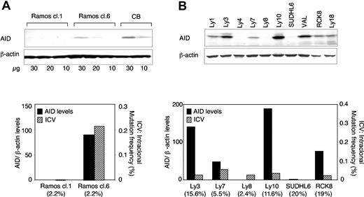 Figure 5. AID protein expression is associated with ongoing SHM in Ramos but not in DLBCL cell lines. (A) Total cell extracts were prepared from 2 Ramos clones that express (cl.6) or lack (cl.1) AID mRNA expression40 and, from each of them, 3 dilutions were analyzed by immunoblotting using anti-AID Abs and β-actin as control (top). In the bottom panel, the AID protein levels from the top panel, quantitated using the NIH Image software and normalized for β-actin (▪), are compared with the levels of ICV in the corresponding rearranged IgV genes (▨), expressed as frequency of mutations and calculated as described in “Materials and methods.” The mutation frequency in the consensus sequence, defined as the sequence identified by direct sequencing and common to all DNA clones analyzed, is indicated in parentheses below the chart (also see Supplemental Table S1). (B) AID protein expression in 10 DLBCL cell lines (top). The correlation between AID protein levels (▪) and the level of IgV genes ICV (▨), assessed as in panel A, is shown in the bottom panel for 6 representative lines. Numbers in parentheses indicate the mutation frequency in the IgV consensus sequence.