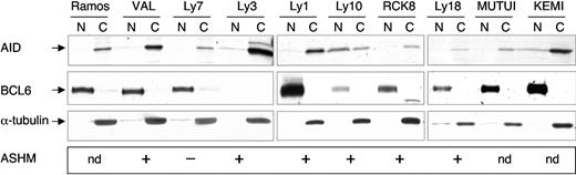 Figure 7. Predominant cytoplasmic localization of the AID protein in BL and DLBCL. Nuclear (N) and cytoplasmic (C) fractions were prepared from 10 AID-positive lymphoma cell lines, including 3 BL and 7 DLBCL, and immunoblotted with anti-AID Abs, followed by anti-BCL6 (nuclear) and anti-α-tubulin (cytoplasmic) as controls for the purity of the fractions. The presence or absence of ASHM is also given; nd indicates not determined.