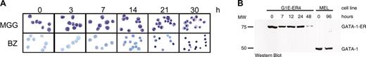 Figure 1. GATA-1–mediated erythroid maturation of G1E-ER4 cells. (A) Morphologic maturation and accumulation of hemoglobin after activation of GATA-1. GATA-1 was activated by estradiol at time zero and cells were examined by cytocentrifugation and histologic staining at the indicated time points. MGG indicates May–Grunwald Giemsa stain; BZ, benzidine stain for hemoglobin. Original magnification, × 400. (B) GATA-1–ER expression in G1E-ER4 cells. Western blots of whole cell lysates at various time points after activation of GATA-1–ER by estradiol. MEL cell lysates at 0 and 96 hours after induction of differentiation with 2% dimethyl sulfoxide (DMSO) were used for comparison. There is 10 μg protein per lane. MW indicates molecular weight in kilodaltons.