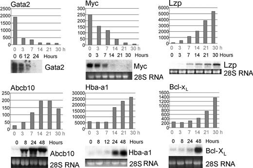 Figure 4. The microarray studies reflect gene expression kinetics accurately. Genes previously shown to exhibit altered expression during G1E-ER4 maturation include Gata-2,48 Myc,25 Abcb10 (Abc-me),23 and Bcl-xL.48 Northern blots are compared with transcript levels predicted by microarrays. The Y-axes of the graphs show absolute signal values from the microarrays. Hours after estradiol treatment are indicated.