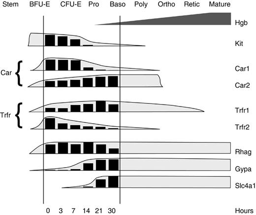 Figure 5. Approximate developmental stages recapitulated during G1E-ER4 cell maturation. The histograms represent the average signal level of selected erythroid transcripts at indicated time points, as predicted by the current microarray study. The shaded envelopes drawn around the histograms are based on previously reported expression kinetics determined in other models of erythropoiesis.52-54 The expression pattern observed during G1E-ER4 cell maturation is consistent with the transition from late BFU-E to basophilic erythroblast stages. Pro indicates proerythroblast; Baso, basophilic erythroblast; Poly, polychromatophilic erythroblast; Ortho, orthochromic erythroblast; and Retic, reticulocyte.