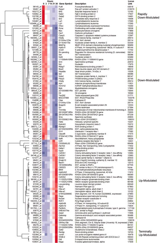 Figure 6. Overview of gene expression by hierarchic clustering. The color scale is identical to that in Figure 2. Filtering parameters were selected to illustrate approximately 100 genes whose expression changed most markedly over the entire time course (see “Materials and methods”). Full listings of all transcripts are provided in the supplemental data.49