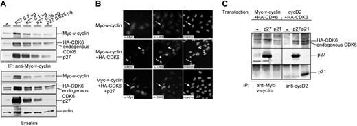 Figure 2. Ectopic expression of p27KIP1 stabilizes v-cyclin and CDK6. (A) U2OS cells were cotransfected with expression vectors for Myc-v-cyclin, HA-CDK6, and different amounts of p27KIP1 (0.7, 0.1, 0.05, and 0.025 μg). Cell lysates were immunoprecipitated with anti-Myc antibody and associated proteins were analyzed on SDS-PAGE (12%) by immunoblotting with anti-Myc, anti-CDK6, and anti-p27KIP1 antibodies (3 top panels). Total lysates of transfected cells were resolved by SDS-PAGE and immunoblotted with anti-Myc, anti-CDK6, anti-p27KIP1, and antiactin antibodies (4 lower panels). (B) Coexpression of p27KIP1 protects cells from v-cyclin-CDK6-induced cell death. U2OS cells were cotransfected with expression vectors for Myc-v-cyclin alone or together with HA-CDK6 and p27KIP1 (0.7 μg). Cells were analyzed 48 hours after transfection by indirect immunofluorescence. The cells were labeled by anti-Myc and anti-CDK6 antibodies and their nuclear morphology was visualized by Hoechst staining. Cells showing healthy Myc-v-cyclin and CDK6 (endogenous or HA-tagged)-expressing cells are indicated by arrows, whereas arrowheads are pointing at apoptotic cells. (C) U2OS cells were cotransfected with Myc-v-cyclin, HA-CDK6, and p27KIP1 or p21CIP1 (left) or with cyclin D2, HA-CDK6, and p27KIP1 or p21CIP1 (right). Cell lysates were immunoprecipitated with anti-Myc or anti-cyclin D2 antibodies and associated proteins were analyzed on SDS-PAGE (12%) by immunoblotting with anti-CDK6, anti-p27KIP1, and anti-p21CIP1 antibodies. — indicates no inhibitors (A,C).