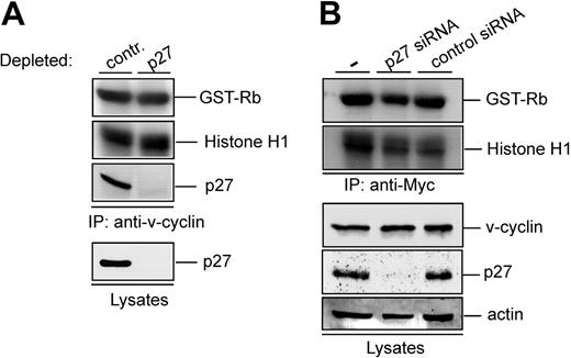 Figure 4. v-cyclin-associated kinase activity does not require p27KIP1. (A) Lysate from BC-3 cells was immunodepleted for p27KIP1 by 3 consecutive rounds of immunoprecipitation with anti-p27KIP1 antibody. In the control, lysate was immunoprecipitated with rabbit IgG. Subsequently, the depleted lysate was subjected to immunoprecipitation by anti-v-cyclin antibody and in vitro kinase assay toward GST-Rb and Histone H1. Kinase activity was determined by autoradiography after SDS-PAGE (12%). The p27KIP1depleted v-cyclin immunoprecipitate and lysate (40 μg) was resolved by SDS-PAGE (12%) and immunoblotted with antibody against p27KIP1. (B) U2OS cells were transfected with Myc-v-cyclin, siRNA against p27KIP1, and unrelated siRNA (Lkb1) as a control. Cells were lysed 48 hours after transfection and lysates were immunoprecipitated with anti-Myc antibody. Kinase activity was determined by in vitro kinase assay toward GST-Rb and Histone H1 and detected by autoradiography after SDS-PAGE (12%). Total protein levels of p27KIP1, v-cyclin, and actin (loading control) were determined by immunoblotting. — indicates no siRNA.