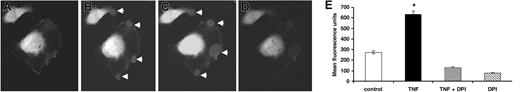 Figure 1. HUVEC intracellular oxidant production in response to TNF. Live, unfixed HUVECs (original magnification, × 100) loaded with dichlorofluorescein (10 μg/mL DCF) were exposed to vehicle (A), or TNF (100 μ/mL) (B-D) for up to 15 minutes and were observed by confocal microscopy using a heated stage. Oxidant production, as evidenced by fluorescence (arrows), was discrete and localized to membrane sites. This observation was (B) present within 5 minutes of TNF exposure, (C) became maximal at 10 minutes, and (D) disappeared within 15 minutes. (E) Oxidant production at 5 minutes was also measured by flow cytometry, which showed that TNF significantly increased oxidant production (▪) compared with vehicle controls (□). This increase in oxidant production was prevented by DPI (▦).
