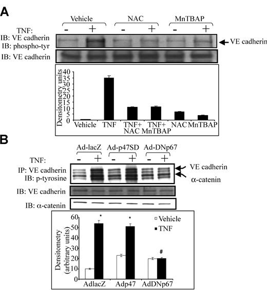 Figure 3. Effect of antioxidants and dominant-negative p67phox on tyrosine phosphorylation of VE-cadherin and α-catenin. (A) HUVEC monolayers were exposed to TNF in the presence or absence of NAC or MnTBAP. Lysates were subjected to immunoprecipitation using anti–VE-cadherin antibody. Half the immunoprecipitates were probed with antiphosphotyrosine antibody (top blot), and the other half were probed with anti–VE-cadherin antibody to confirm adequate immunoprecipitation (bottom blot). (A) TNF caused robust tyrosine phosphorylation of VE-cadherin, whereas both NAC and MnTBAP prevented such phosphorylation. (B) HUVECs were infected with Ad-lacZ (control), the active p47phox mutant, Ad-p47SD, or Ad-DNp67 before TNF exposure. Ad-DNp67 prevented TNF-induced tyrosine phosphorylation of VE-cadherin and α-catenin (top panel). Adp47SD caused mild increases in basal VE-cadherin and α-catenin phosphorylation. Histogram (bottom) represents densitometry values for VE-cadherin phosphorylation.