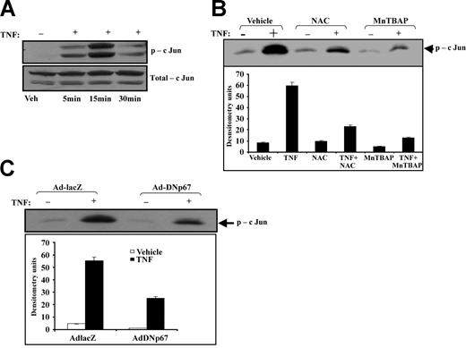 Figure 5. Effect of antioxidants and dominant-negative p67phox on TNF-induced JNK activation. (A) Time-course of JNK activation was first determined by exposing HUVECs to TNF for up to 30 minutes and probing cell lysates for phospho-JNK (p-cJun) and total JNK (total-cJun). JNK activation was apparent within 5 minutes and was maximal by 15 minutes after TNF exposure. (B) HUVEC monolayers exposed to TNF in the presence of NAC or MnTBAP were lysed and examined for JNK activity using a functional JNK assay. NAC reduced JNK activity by 60%, and MnTBAP reduced it by 90%. (C) JNK activity was also determined in HUVECs infected with either Ad-lacZ or Ad-DNp67 and exposed to vehicle or TNF. Ad-lacZ had no effect on TNF-induced JNK activity, whereas Ad-DNp67 reduced JNK activity by 55%.