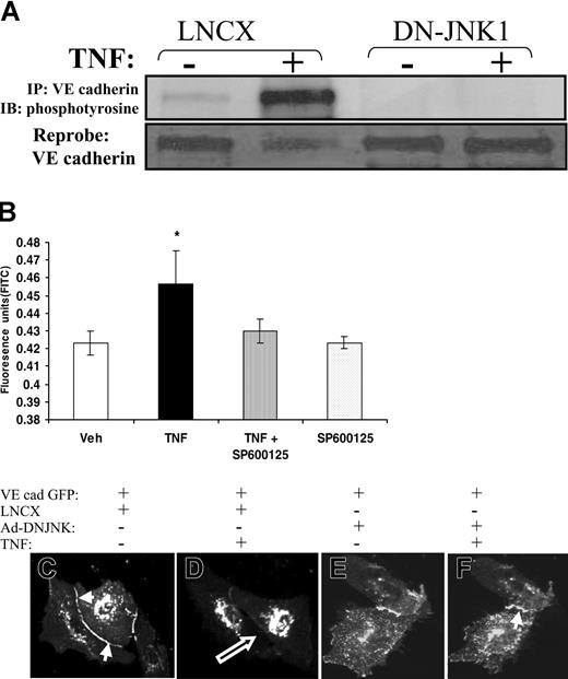 Figure 6. Effect of JNK inhibition on VE-cadherin phosphorylation, intercellular gap formation and monolayer permeability. (A) TNF-induced tyrosine phosphorylation of VE-cadherin was examined after transfection with vector, LNCX (control), or DN-JNK1. The dominant-negative JNK mutant prevented TNF-induced tyrosine phosphorylation of VE-cadherin (top panel). (B) Confluent HUVEC monolayers were exposed to vehicle or saline in the presence or absence of the JNK inhibitor SP600125. The JNK inhibitor prevented TNF-induced FITC–dextran transmonolayer flux. *P < .05; n > 6 per group. (C-F) Dominant-negative JNK1 prevents TNF-induced junctional disassembly, intercellular gap formation, and VE-cadherin redistribution. HUVECs were cotransfected with full-length VE-cadherin GFP and either LNCX (C-D) or dominant-negative JNK1 (E-F) and were examined by confocal microscopy in the presence of vehicle (C, E) or TNF (D, F). As did nontransfected cells, VE-cadherin GFP localized to adherens junctions (C, solid arrow). In cells transfected with LNCX, TNF caused junctional disassembly and intercellular gap formation (D, open arrow). This was accompanied by redistribution of VE-cadherin GFP from adherens junctions. Transfection with dominant-negative JNK1 prevented TNF-induced junctional disassembly, gap formation, and VE-cadherin redistribution (F). This effect of dominant-negative JNK1 was present for up to 30 minutes of TNF exposure.
