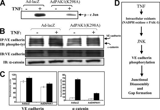 Figure 7. Effect of AdPAK1(K298A) on JNK and VE cadherin. (A) Kinase-inactive PAK1, AdPAK1(K298A), reduces TNF-induced JNK activity and junctional protein phosphorylation. TNF-induced JNK activation was examined in cells infected with either Ad-lacZ (control) or Ad-PAK1(K298A). In cells infected with Ad-lacZ, TNF caused robust JNK activity, similar to that in noninfected cells. In contrast, Ad-PAK1(K298A) markedly reduced TNF-induced JNK activation. (B) Tyrosine phosphorylation of VE-cadherin and α-catenin was similarly examined in cells infected with Ad-lacZ or AdPAK1(K298A). The PAK1 mutant also reduced tyrosine phosphorylation of VE-cadherin and α-catenin. (C) Histograms illustrate the densitometry values for VE-cadherin (left) and α-catenin (right) phosphorylation. (D) Schematic illustrates the potential signaling pathway linking TNF-induced endothelial oxidant production and junctional phosphorylation.