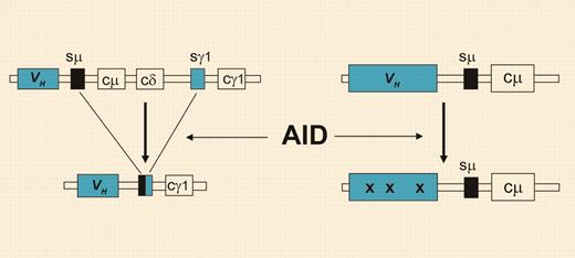 Class-switch recombination and somatic hypermutation. Through class-switch recombination (left), the originally expressed Cμ and Cδ heavy chain constant region genes (coding for IgM and IgD, respectively) are replaced by one of the downstream CH genes. The process of somatic hypermutation (right) introduces mainly point mutations (denoted by “x”) at very high rates, specifically into the Ig variable region genes. Both processes strictly depend on AID activity but can occur independently in B cells.