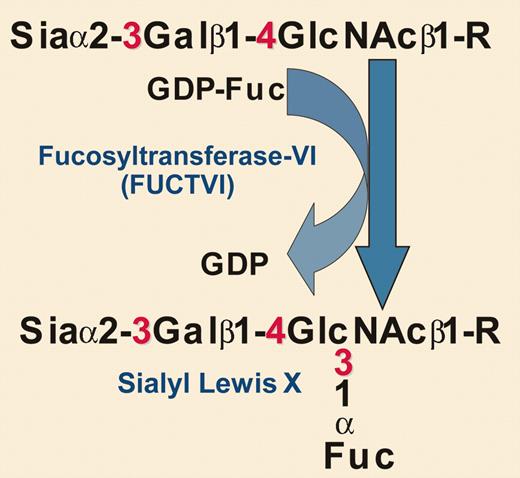 Biochemical details of the glycosylation engineering reaction used by Xia et al. Sia indicates sialic acid; Gal, galactose; GlcNAc, N-acetylglucosamine; Fuc, fucose; and R, glycoprotein.