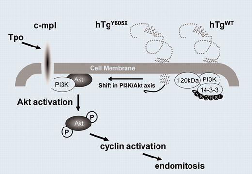 GP Ibα expression, megakaryocyte proliferation, and differentiation. See the complete figure in the article beginning on page 3161.