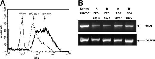 Figure 1. Characterization of endothelial progenitor cells. (A) The surface expression of KDR on EPCs after 4 days and 7 days in culture was measured by FACS. The isotype control is shown as a thin line. (B) The mRNA expression of eNOS was analyzed by RT-PCR at day 4 and day 7 in culture. GAPDH is shown as loading control.