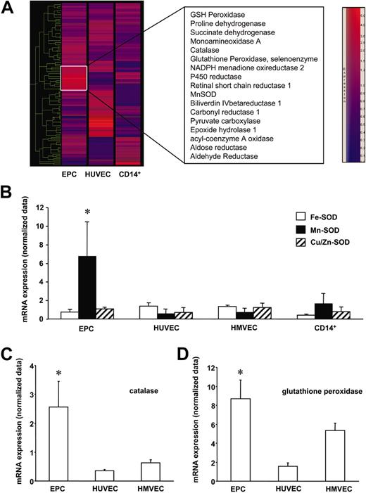 Figure 5. EPCs are equipped with antioxidative enzymes. Total RNA of EPCs, HUVECs, HMVECs, and CD14+ monocytes (each n = 3) was isolated and the gene expression profile was assessed with the Affymetrix gene chip expression assay. (A) The mean of each group (EPCs, HUVECs, CD14+ cells) was calculated and used for a gene tree analysis. The color scale is shown on the right. The brightness indicates the trust. Blue color indicates low expression, red color indicates high expression. Expression of prominent clusters is marked on the right side. The mRNA expression (normalized data) of (B) SODs, (C) catalase, and (D) glutathione peroxidase mRNA expression is shown. Data are mean ± SD, n = 3. *P < .05 versus HUVECs, HMVECs, and CD14+ cells.
