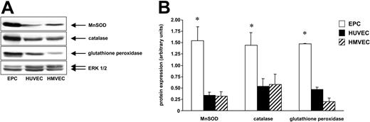 Figure 6. EPCs express higher levels of MnSOD, catalase, and glutathione peroxidase. EPCs, HUVECs, and HMVECs were lyzed and expression of (A) MnSOD, catalase, and glutathione peroxidase was analyzed by Western blot. A representative ERK1/2 serves as loading control. Representative blots out of 3 independent experiments are shown. (B) Blots were scanned and expression of MnSOD, catalase, and glutathione peroxidase was quantified by densitometric analysis. The ratios for these enzymes are shown. Data are mean ± SD, n = 3. *P < .05 versus HUVECs and versus HMVECs.