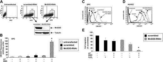 Figure 7. ROS levels in MnSOD-RNAi–transfected and catalase- and glutathione peroxidase–inhibited cells. (A) EPCs were transfected with MnSOD-RNA-interference (RNAi) or scrambled RNAi, both labeled with hexachlorofluorescein (HEX). After 36 hours, HEX-positive EPCs (highly positive EPCs in gate R1) were sorted by FACS. Then HEX-positive EPCs were lysed and expression of MnSOD was measured by Western blot. Tubulin served as loading control. A representative blot is shown. (B) EPCs were incubated with AT (500 μM) and BSO (10 μM) 19 hours before FACS analysis or transfected with MnSOD-RNAi 36 hours before FACS analysis. To measure CM-DCF fluorescence in transfected cells, only the HEX-positive EPCs were subjected to further analysis of CM-DCF by selective gating. Data are mean ± SD, n = 3. *P < .05 versus MnSOD-RNAi and versus scrambled RNAi with AT and BSO. (C-D) Combination of MnSOD-RNAi transfection, AT, and BSO incubation. (E) EPCs were transfected with MnSOD-RNAi or scrambled RNAi, both labeled with hexachlorofluorescein (HEX). After 24 hours, cells were treated with H2O2 (500 μM) for another 24 hours. Then migration of surviving HEX-positive (trypan blue–negative) EPCs was analyzed using VEGF as stimulus in a modified Boyden chamber. Data are mean ± SD (% of scrambled), n = 3. *P < .05 versus scrambled.