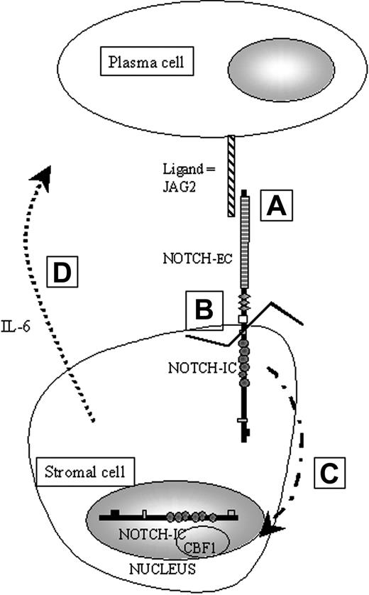 Figure 1. Schematic representation of the physiological activation of NOTCH in our working model of paracrine activation of IL-6. A: JAG2 binds NOTCH via cell-to-cell contact. B: Binding of JAG2 induces a proteolytic cleavage of the intracellular part of NOTCH (NIC). C: When cleaved, NIC is translocated into the nucleus. D: Once in the nucleus, NIC will be able to bind to downstream effectors such as CBF1 to activate, for example, the IL-6 gene transcription.