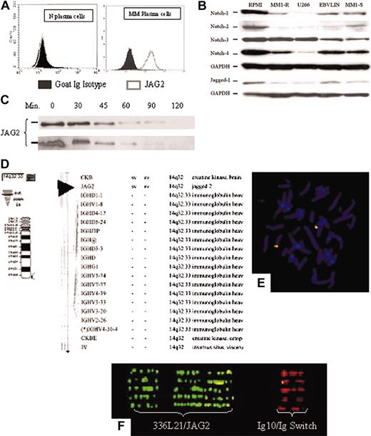Figure 3. JAG2 expression. (A) FACS analysis of normal (left panel) and MM (right panel) plasma cells for JAG2 expression. Shown are the JAG2 expression profiles of the CD138+ plasma cells using either a goat Ig isotype or anti-JAG2 primary antibodies. (B) Western blot analysis of 4 MM (RPMI 8226, U266, MM1-S and -R) and 1 lymphoblastoid (EBV-LIN) cell lines for the Notch-1, -2, -3, -4, and Jagged-1 proteins with GAPDH as loading control. (C) Time-course Western blot on the RPMI 8224 cell line (MM, JAG2-positive) (top panel) and the NIH 3T3 cell line constitutively expressing a retrovirally transduced JAG2 (bottom panel) after incubation with puromycin. No difference in JAG2 protein stability is detected between the two cell lines. If a stabilized protein were to be present in the MM cell lines, the JAG2 protein would be still present after the production of new protein has been blocked by puromycin. (D-F) Physical mapping of the JAG2 gene. (D) National Center for Biotechnology Information (NCBI)–related mapping showing the proximity of JAG2 with IgH and (E) confirmation of the physical mapping using the RP11-336L21 BAC clone in combination with the Ig10 cosmid on normal chromosome metaphase. (F) Fiber-FISH profile obtained with extended DNA from both normal controls and MM cell lines using the RP11-336L21 and the Ig10 probes.