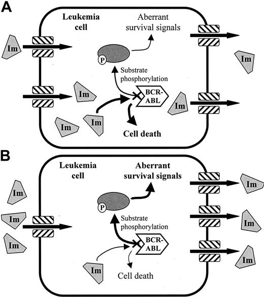 Figure 6. Consequences of altered transporter expression on intracellular imatinib accumulation. (A) Under normal conditions (A), an adequate imatinib concentration is achieved inside the cell and the leukemia cell undergoes cell death. (B) With the underexpression of uptake transporters or the overexpression of efflux transporters, the intracellular imatinib concentration is too low to inhibit BCR-ABL to an extent that will cause cell death. Im indicates imatinib.