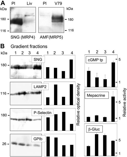 Figure 1. Detection of MRP4 and MRP5 in platelet membranous fractions. (A) Immunoblot analysis of MRP4 (left panel) and MRP5 (right panel) in platelet crude membranes (Pl; 40 μg protein) detected by the SNG and AMF antisera directed against the carboxyl terminus of human MRP4 and MRP5, respectively. Crude membranes of human liver (Liv) or MRP5-transfected V79 cells (V79) were used as positive controls. (B) Platelet subcellular fractions were separated on a linear 30% to 60% sucrose gradient and visible bands were collected. According to Broekman,32 4 fractions of increasing density (1-4: 30%, 35%-40%; 50%-55%, 60% sucrose) enriched in (1) plasma membrane, (2) lysosomes, (3) α-granules, or (4) dense granules were further analyzed. MRP4 was detected by immunoblotting using the antiserum SNG (20 μg protein/lane). Blots were further incubated with specific antibodies against LAMP2 (lysosome-associated membrane glycoprotein 2), P-selectin, and the surface antigen GPIb (CD42b), as marker for lysosomes/dense granules, α-granules, and plasma membrane, respectively (left panels). The results were quantified by densitometric analysis and the relative optical density of the specific bands was plotted (middle panels). Right panels: ATP-dependent cGMP transport (cGMP tp) as well as mepacrine accumulation and β-glucuronidase (β-Gluc) activity were measured in the fractions as described in “Patients, materials, and methods” and plotted as relative specific activities (mean values ± SD, n = 3).