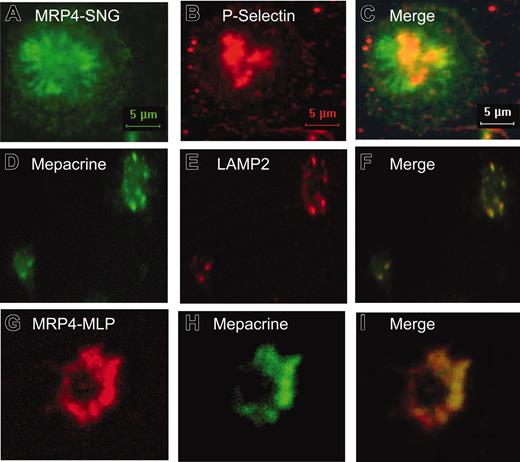 Figure 3. Immunolocalization of MRP4 in human platelets. (A-C) Double-label immunofluorescence microscopy of platelets stained with the anti-MRP4 antibody SNG (green fluorescence, Alexa488-conjugated antirabbit secondary antibody) and a monoclonal antibody against P-selectin, as marker for α-granules (red fluorescence, Alexa568-conjugated antimouse secondary antibody). (D-I) Platelets were preincubated with the fluorescent dye mepacrine (green fluorescence), known to be concentrated in dense granules, and stained with an anti-LAMP2 antibody (E, red fluorescence, Alexa568-conjugated antimouse secondary antibody) or MRP4-MLP (G, red fluorescence, Alexa568-conjugated antirabbit secondary antibody). (C,F,I) Superimposed images.