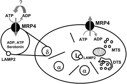 Figure 8. Possible involvement of MRP4 in platelet transmitter storage and release. Platelets contain the ATP-dependent export pump MRP4 in the membrane of dense (δ)-granules and in the plasma membrane depending on platelet activation. MRP4 may be involved in the active transport of ADP into the dense granules and in the ADP release from the platelets. MTS indicates microtubular system; DTS, dense tubular system.